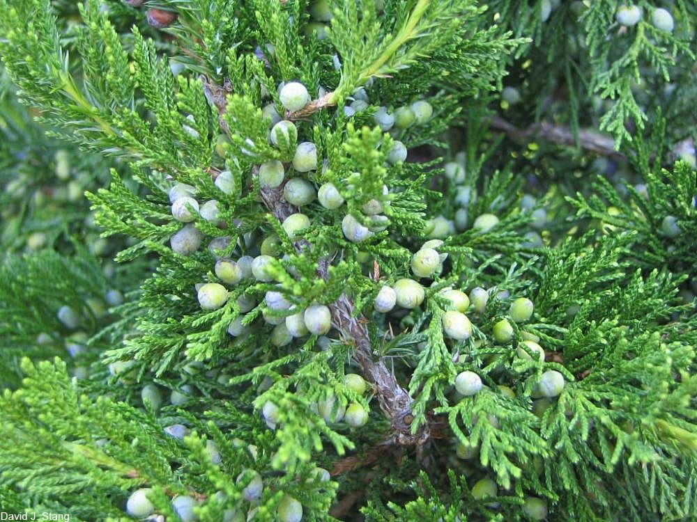 Eastern White Cedar leaves