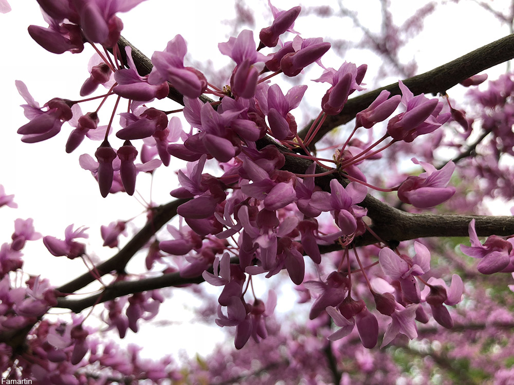 redbud blossoms