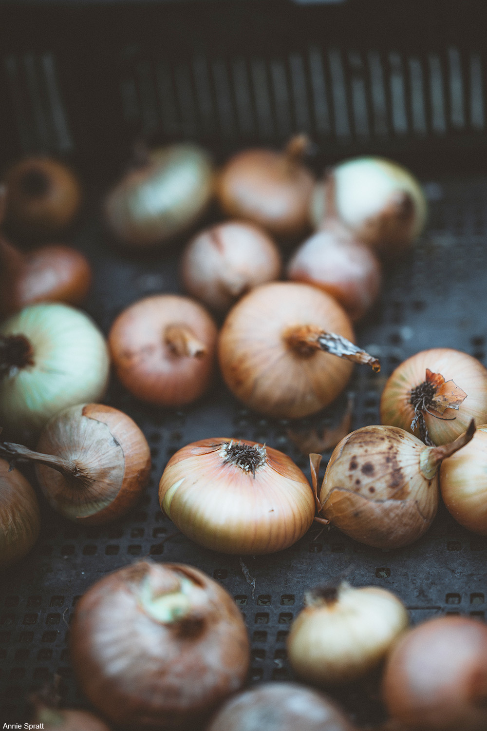 onions in a bin