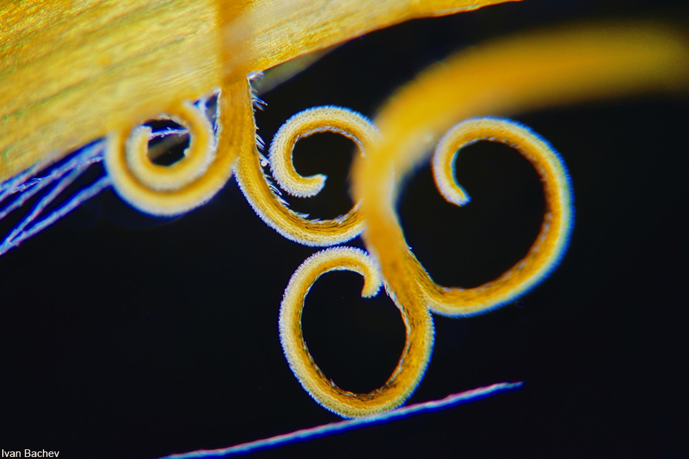 microscopic view of a dandelion stigma