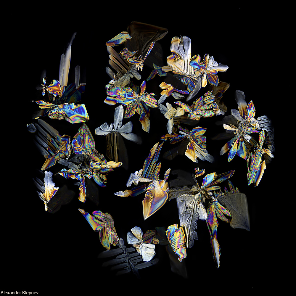 butterfly wing as seen under a microscope