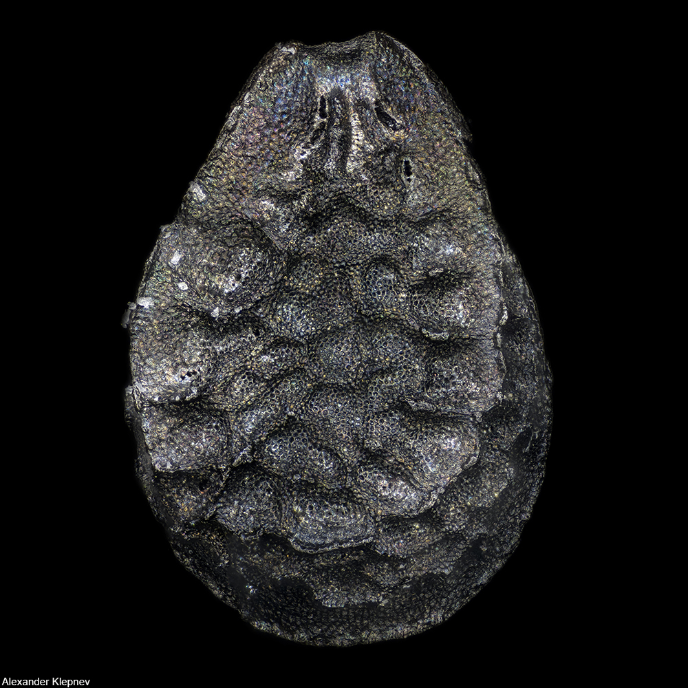 microscopic view of a black sesame seed