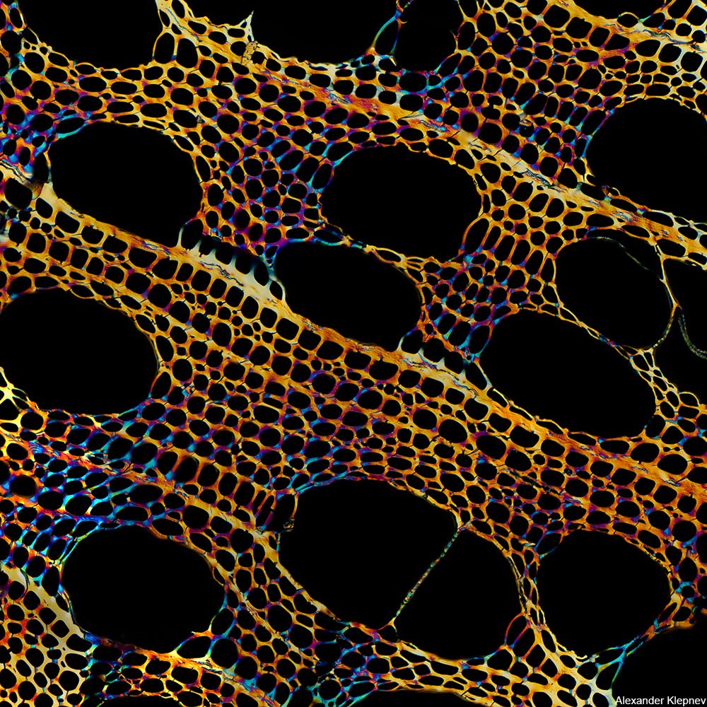 microscopic view of a piece of charcoal