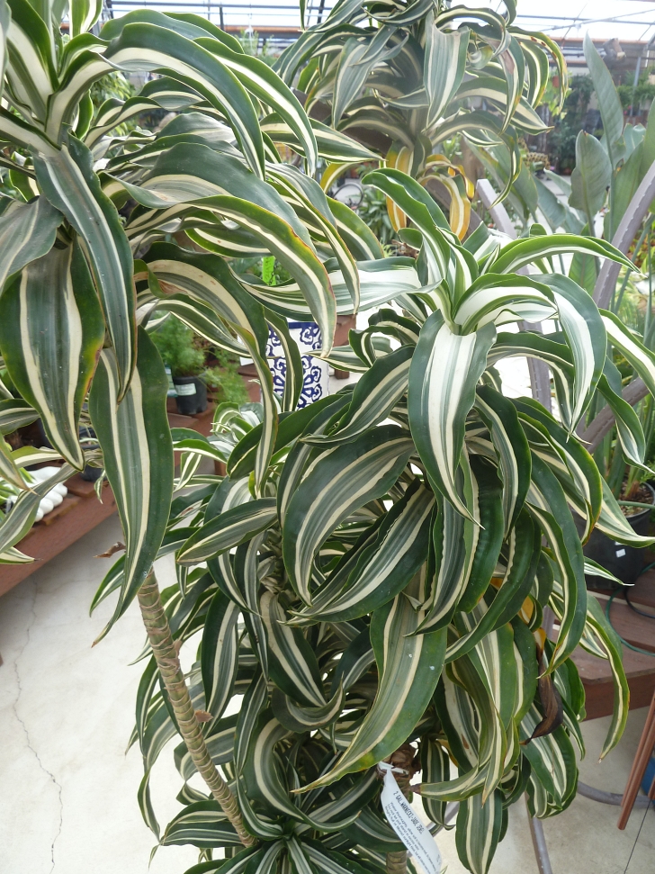 dracena plant