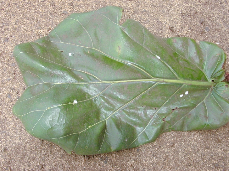fiddle leaf fig with red spots
