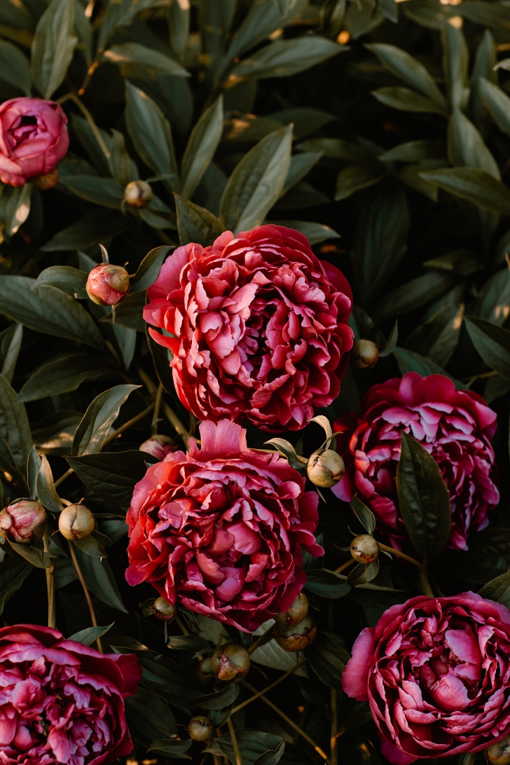 dark peonies at twilight