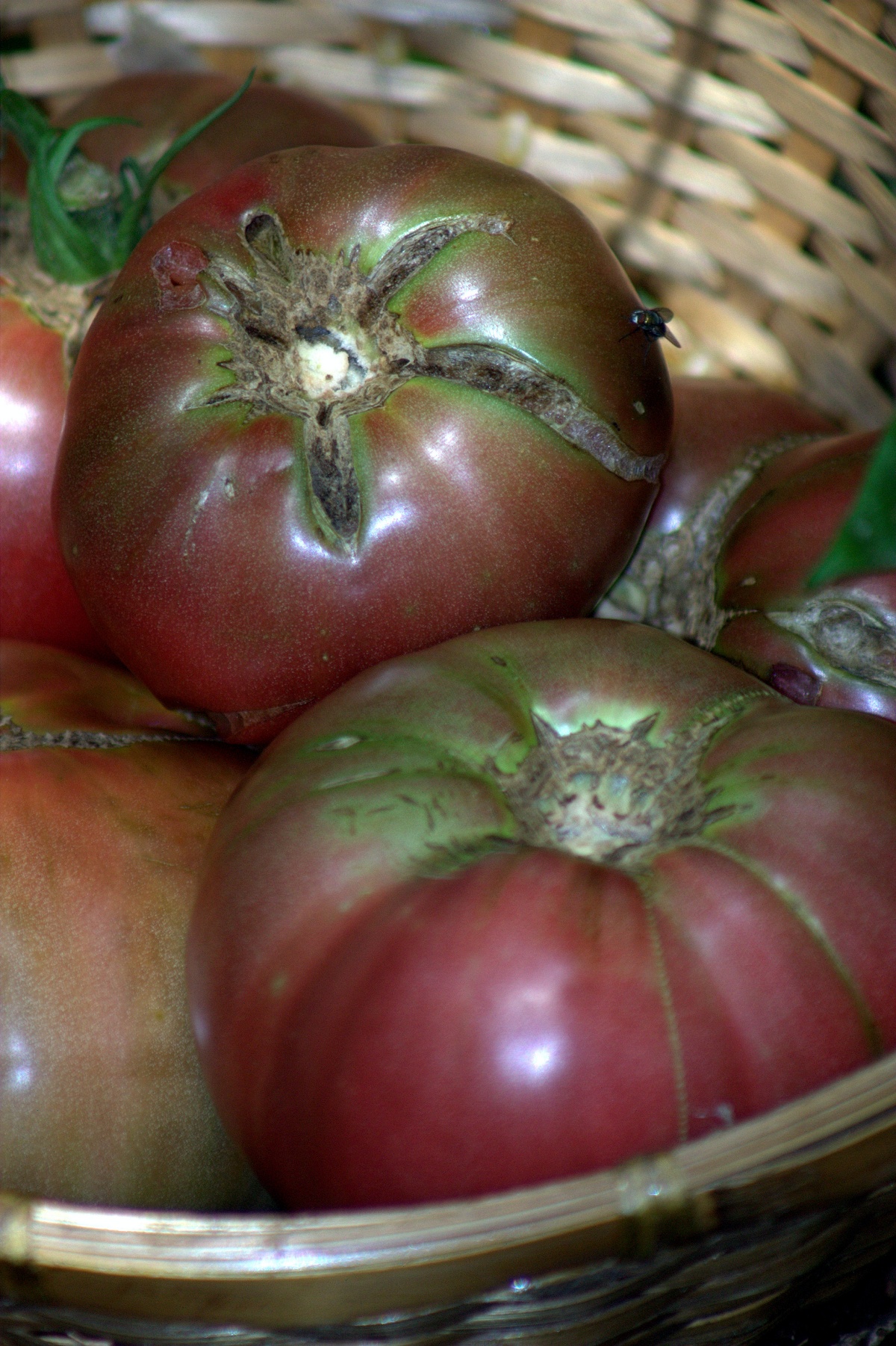 Cherokee Purple tomatoes
