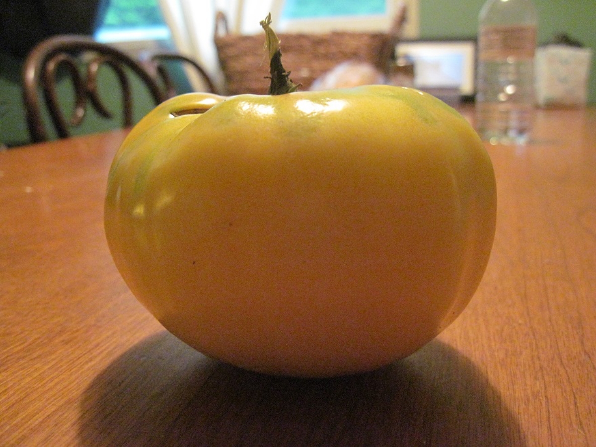 Great white tomato