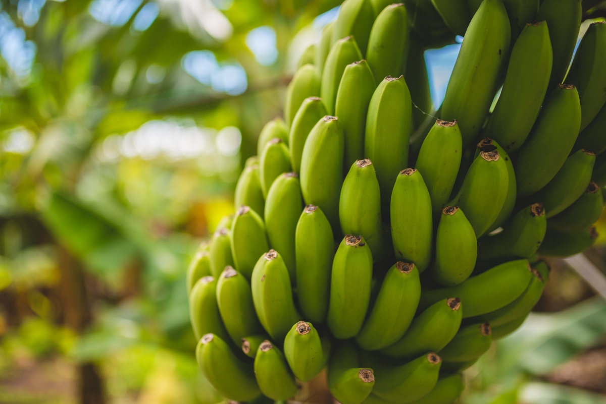 green bananas on the plant