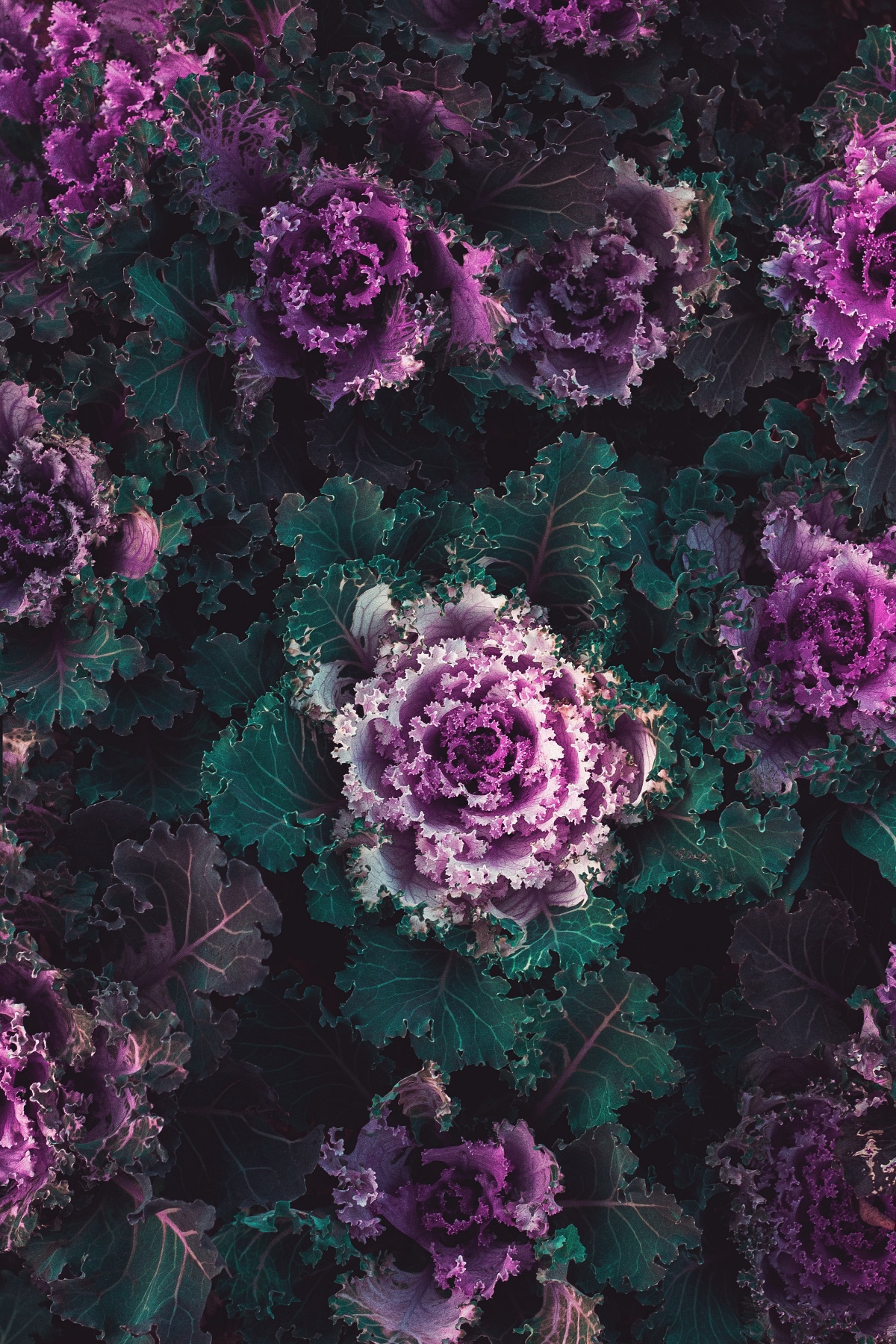 purple and green kale