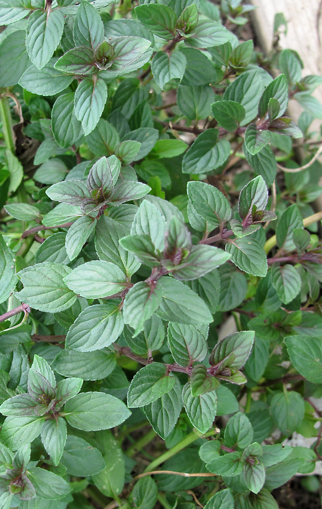 Chocolate Mint Plants