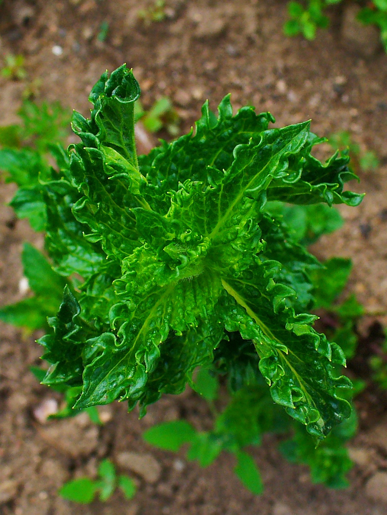 Curly Mint Plant
