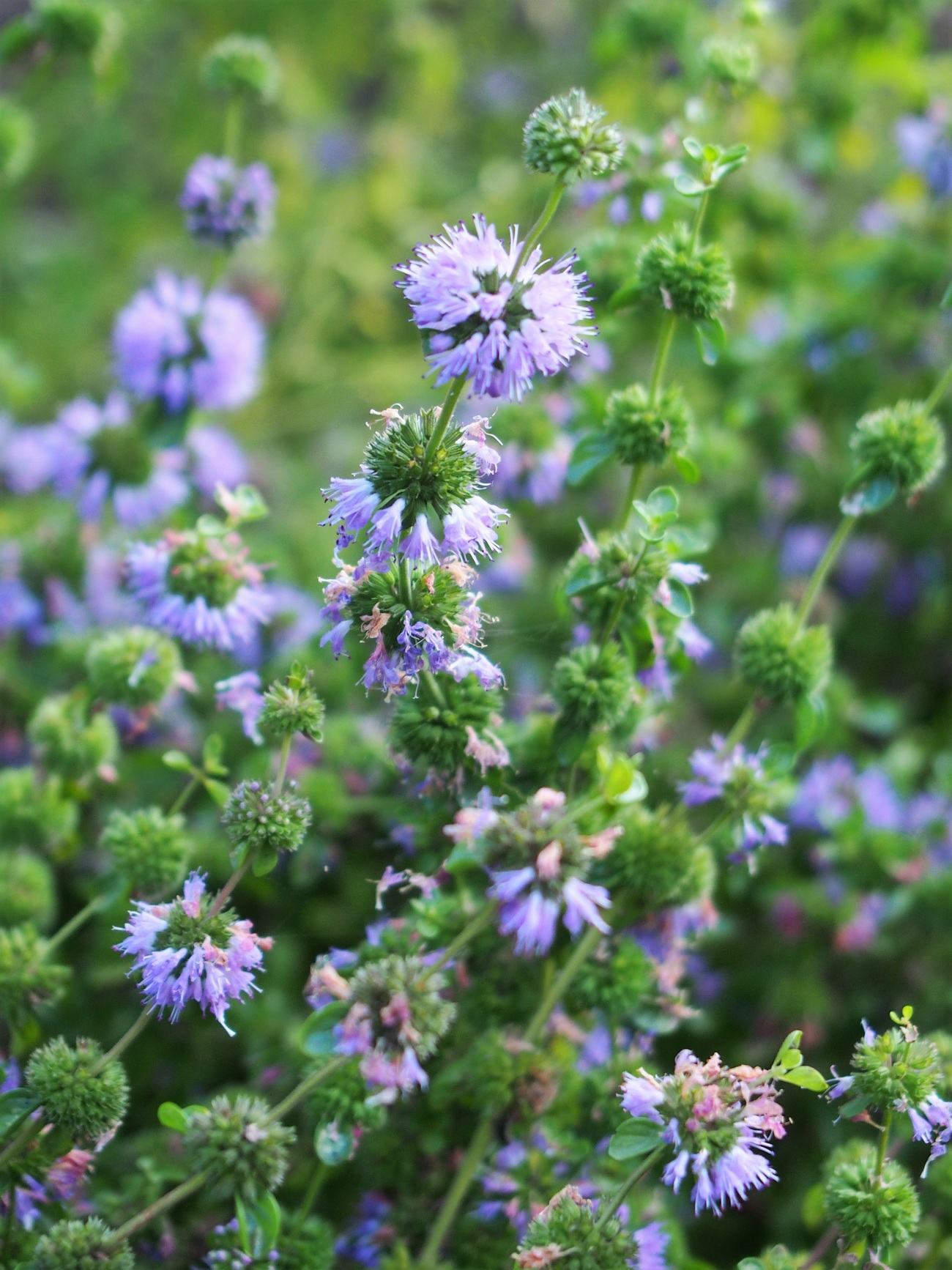 Pennyroyal Plants Flowering