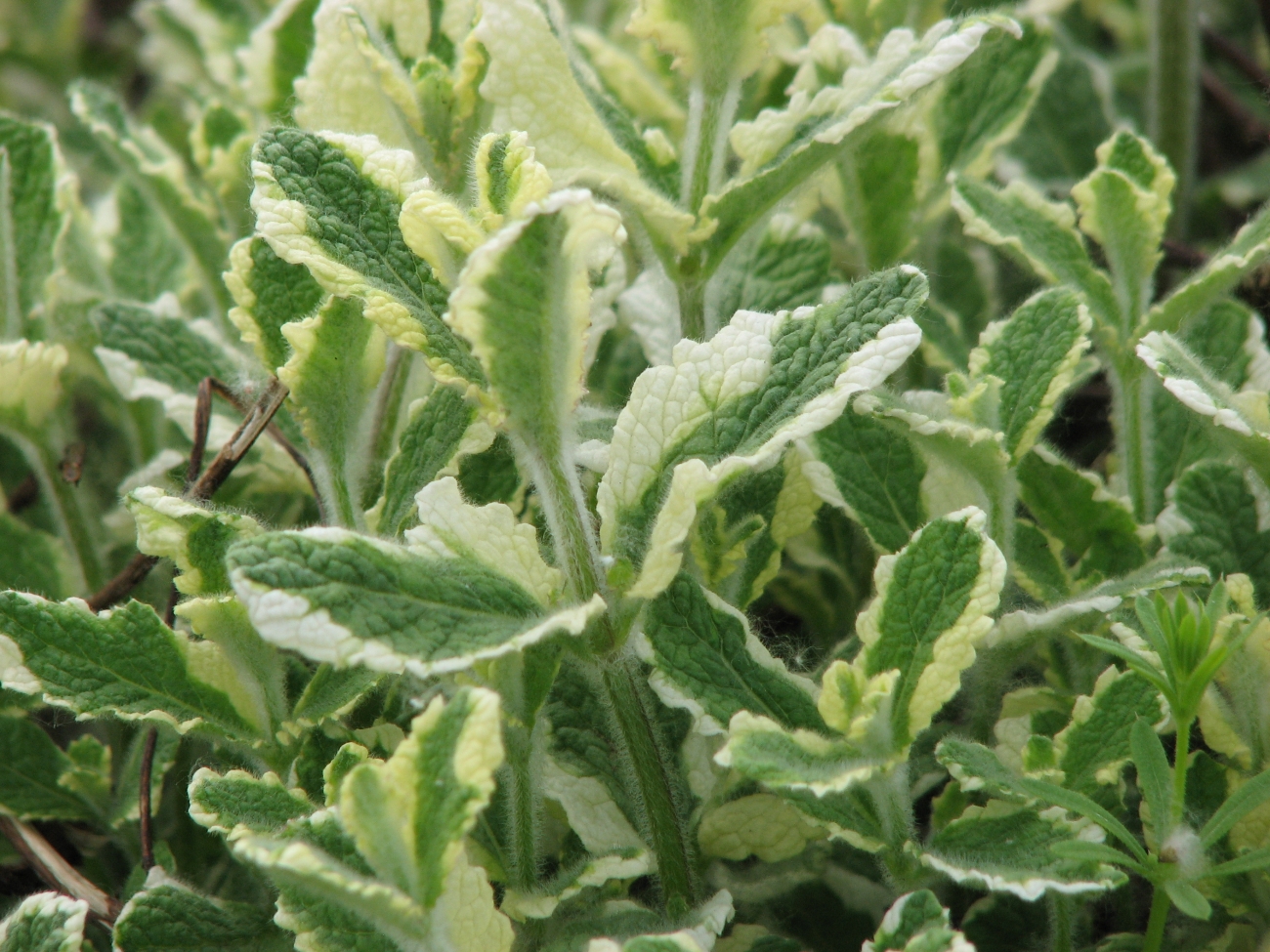 Pineapple Mint