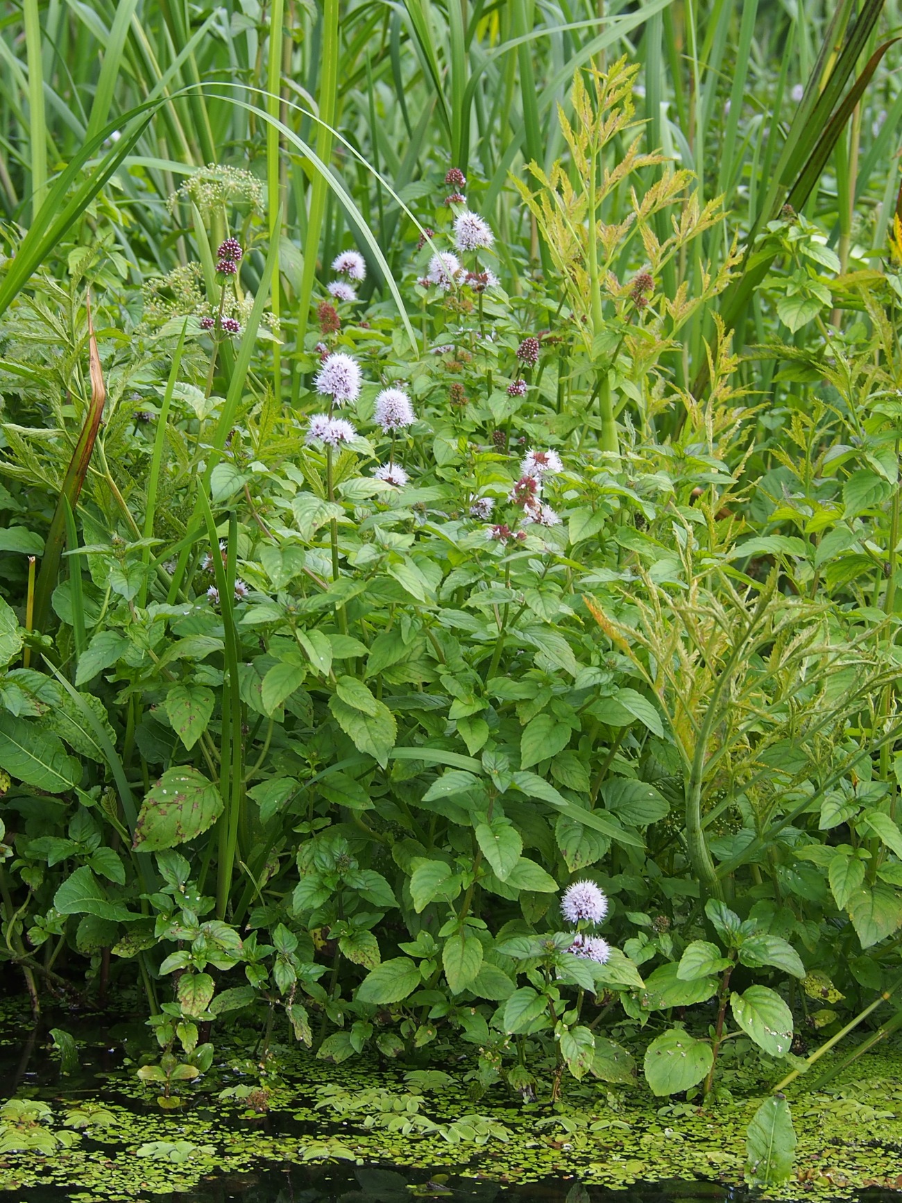Watermint in Flower