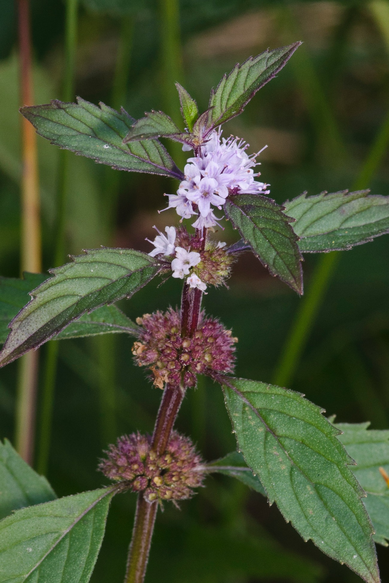 Wild Field Mint