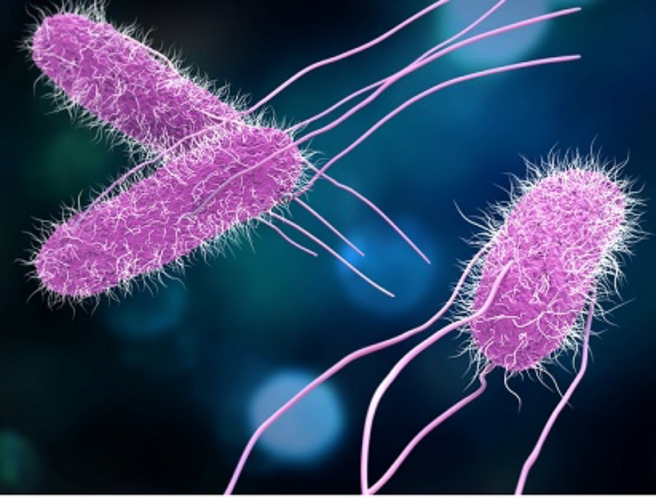 Salmonella Bacteria